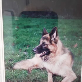 Hondenfoto van Thara 