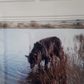 Hondenfoto van Thara 