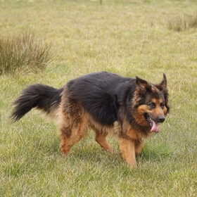 Mowgli R.I.P