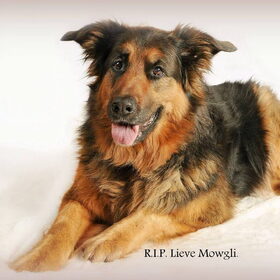 Mowgli R.I.P