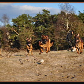Hondenfoto van De Mecheltjes clan