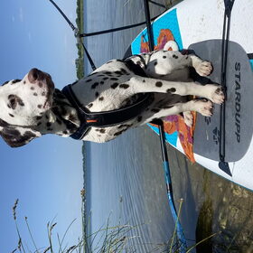 Hondenfoto van Britt, Maui & Fanu ~