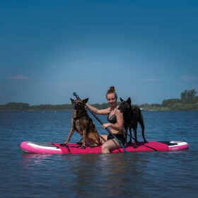 Hondenfoto van Dutchshepherdteam 