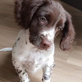Hondenfoto van  Max de springer 