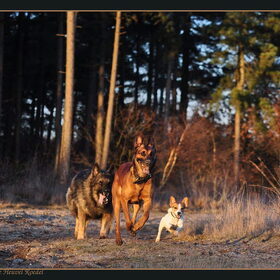 Hondenfoto van De Mecheltjes clan