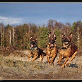 Hondenfoto van De Mecheltjes clan