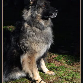 Hondenfoto van De Mecheltjes clan