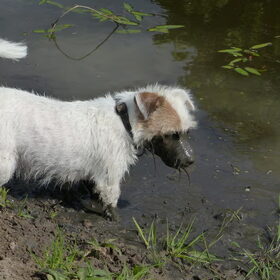 Hondenfoto van Thara 