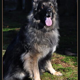 Hondenfoto van De Mecheltjes clan