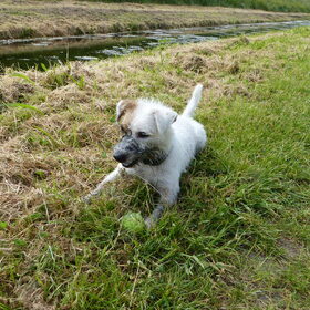 Hondenfoto van Thara 