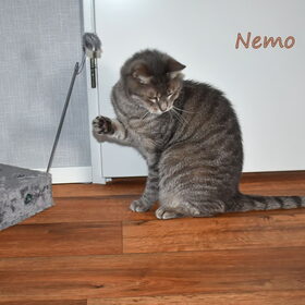 Nemo zeven jaar.