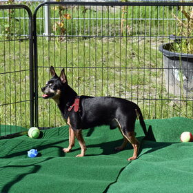 Balou in de ren.