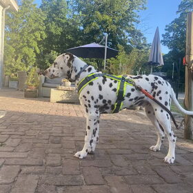 Hondenfoto van Britt, Maui & Fanu ~