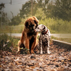Hondenfoto van Britt, Maui & Fanu ~
