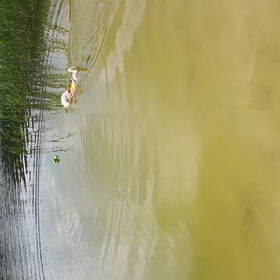 Hondenfoto van Thara 