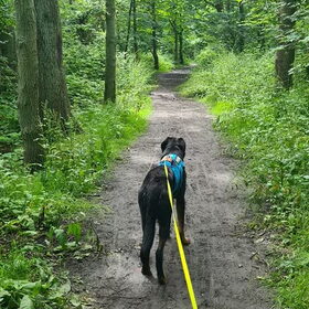 Hondenfoto van Heavenly en de hond King (En Marvey en Ginny)