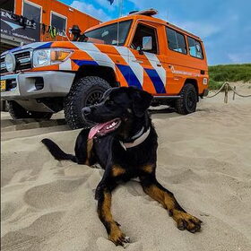 Hondenfoto van Heavenly en de hond King (En Marvey en Ginny)