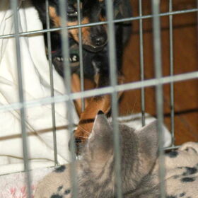 Kennismaking Balou en Nemo.