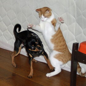 Balou en Lucky zijn aan elkaar gewaagd.