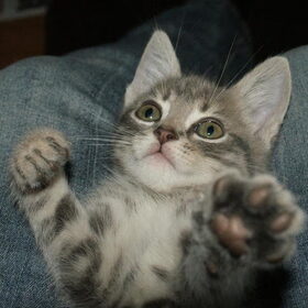 Zo'n schattig kitten, daar kon ik alleen maar verliefd op zijn.