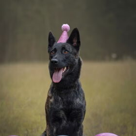 Hondenfoto van Dutchshepherdteam 