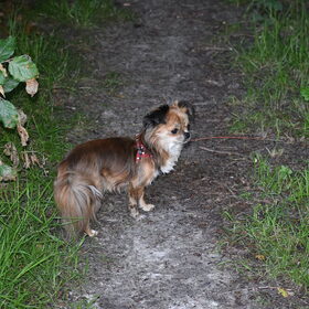 Lotus tijdens een wandeling.