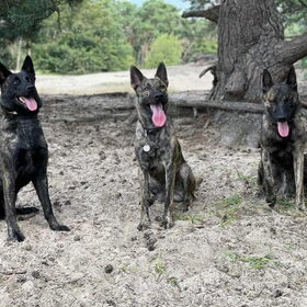 Hondenfoto van Dutchshepherdteam 