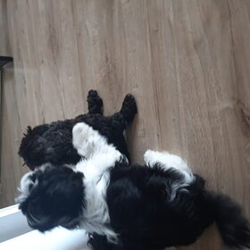 Hondenfoto van Annelies met  Sem