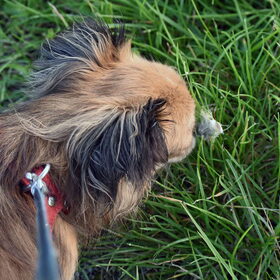 Honden en veertjes.
