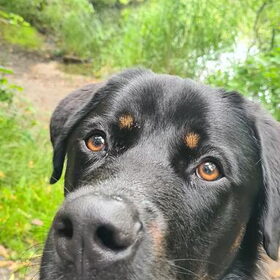 Hondenfoto van Heavenly en de hond King (En Marvey en Ginny)
