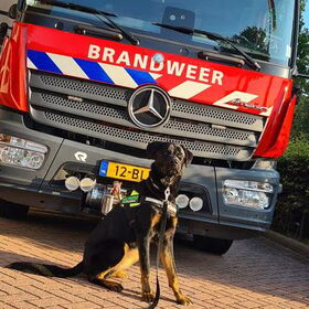 Hondenfoto van Heavenly en de hond King (En Marvey en Ginny)