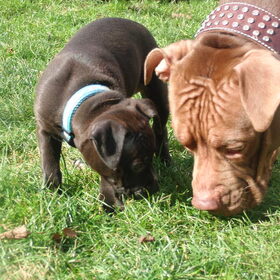Hondenfoto van priscilla & C.S.C