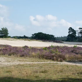 Kenji, Luna en Dexter Soesterduinen (1)
