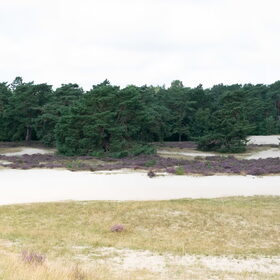 Kenji, Luna en Dexter Soesterduinen (10)