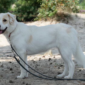 Kenji, Luna en Dexter Soesterduinen (9)
