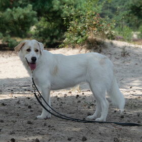 Kenji, Luna en Dexter Soesterduinen (19)