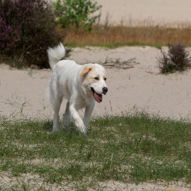 Kenji, Luna en Dexter Soesterduinen (15)