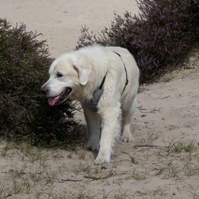 Kenji, Luna en Dexter Soesterduinen (21)