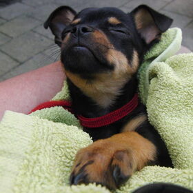 Pupje Balou
