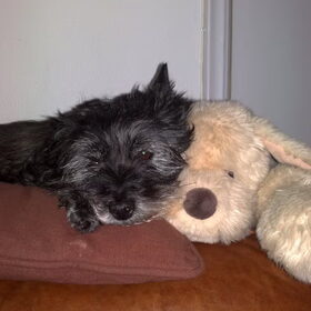 Hier ligt Chelsea met haar vriendje Mikey, deze knuffel hond is…