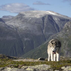 Hondenfoto van Alaska's Finest!