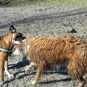 Chaos zijn grote vriend Bowie.