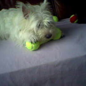 Onze lieve Iggy.