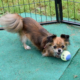 lotus aan het spelen met de bal.