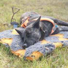 Hondenfoto van Dutchshepherdteam 
