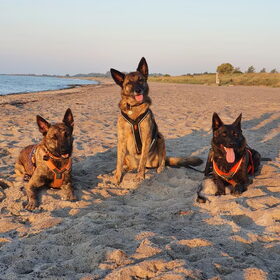 Hondenfoto van Dutchshepherdteam 