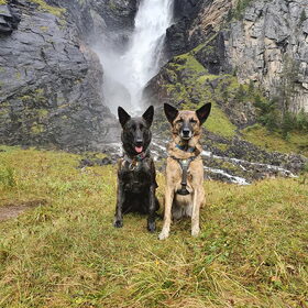 Hondenfoto van Dutchshepherdteam 
