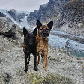 Hondenfoto van Dutchshepherdteam 