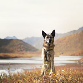 Hondenfoto van Dutchshepherdteam 