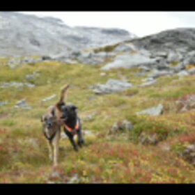 Hondenfoto van Dutchshepherdteam 